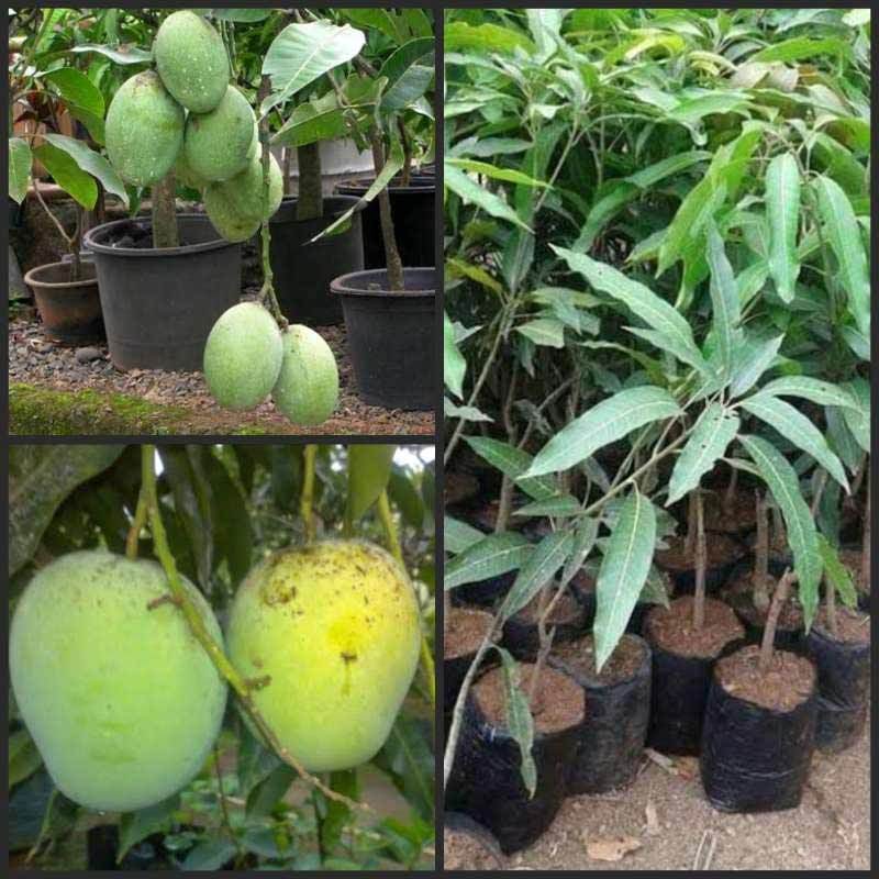 Jual Goldseeds Bibit Tanaman Buah Mangga Madu Anggur Online November 2020 Blibli Com