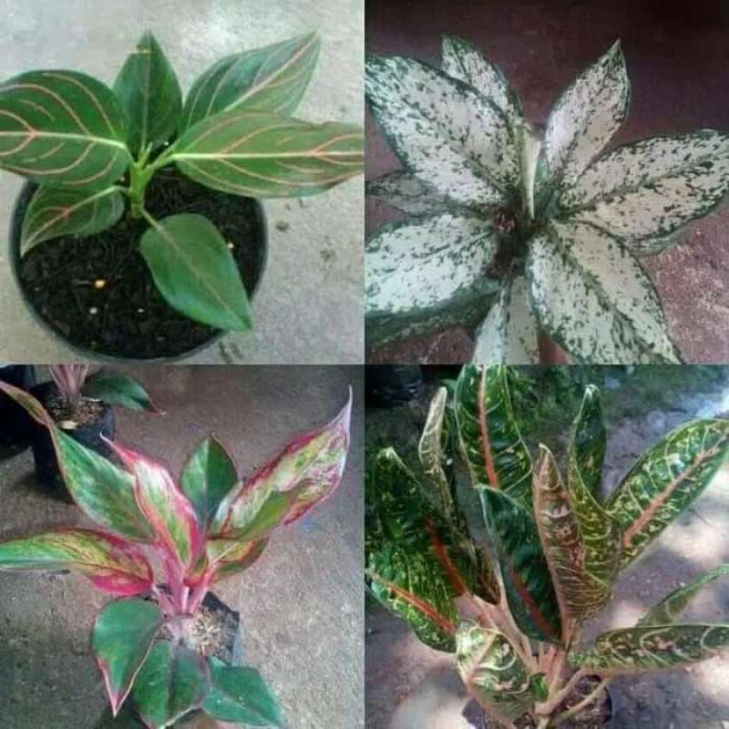 Jual Tanaman Hias 4 Macam Aglaonema / Aglonema Di Seller Halaman Taman  Store - Citayam, Kab. Bogor | Blibli