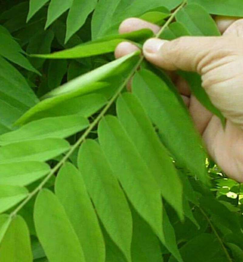 Promo Daun Belimbing Wuluh Segar Petik Langsung Dari Kebun Isi 200 Lembar Di Seller Sumber Rejeki Jeans Kota Surabaya Jawa Timur Blibli