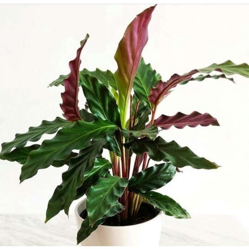 Promo Tanaman Hias | Calathea - Rufi Barba Calathea Ruby Barba - Calathea  Rufibarba Merah Diskon 27% Di Seller Go'green - Citayam, Kab. Bogor | Blibli