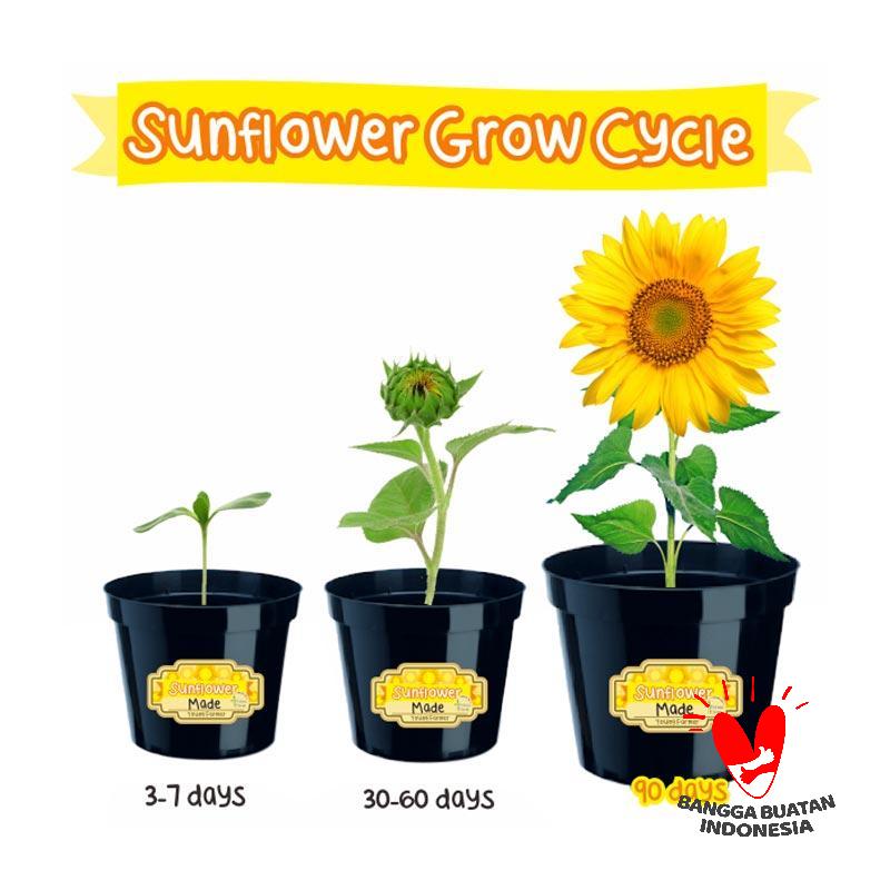 Jual Potme Farm Sunflower Bunga Matahari Mini Grow Kit Online November 2020 Blibli Com