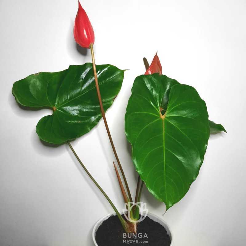 Jual Tanaman Hias Anthurium Andraeanum Pink Ukuran Besar Online April 2021 Blibli