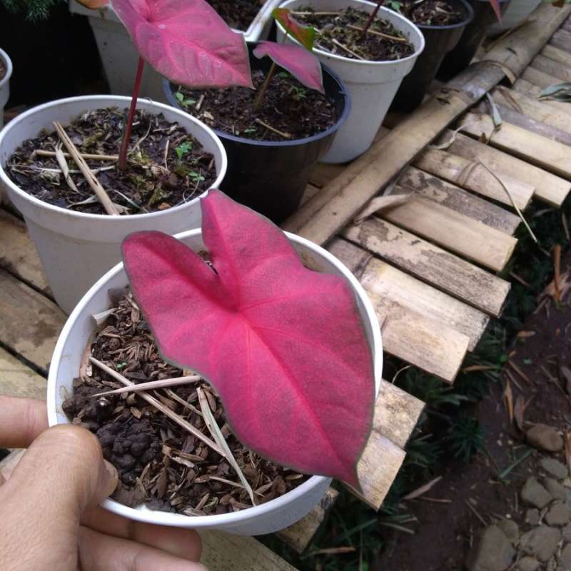 Jual Tanaman Hias Anakan Red Mirzani Terbaru Juni 2021 Blibli