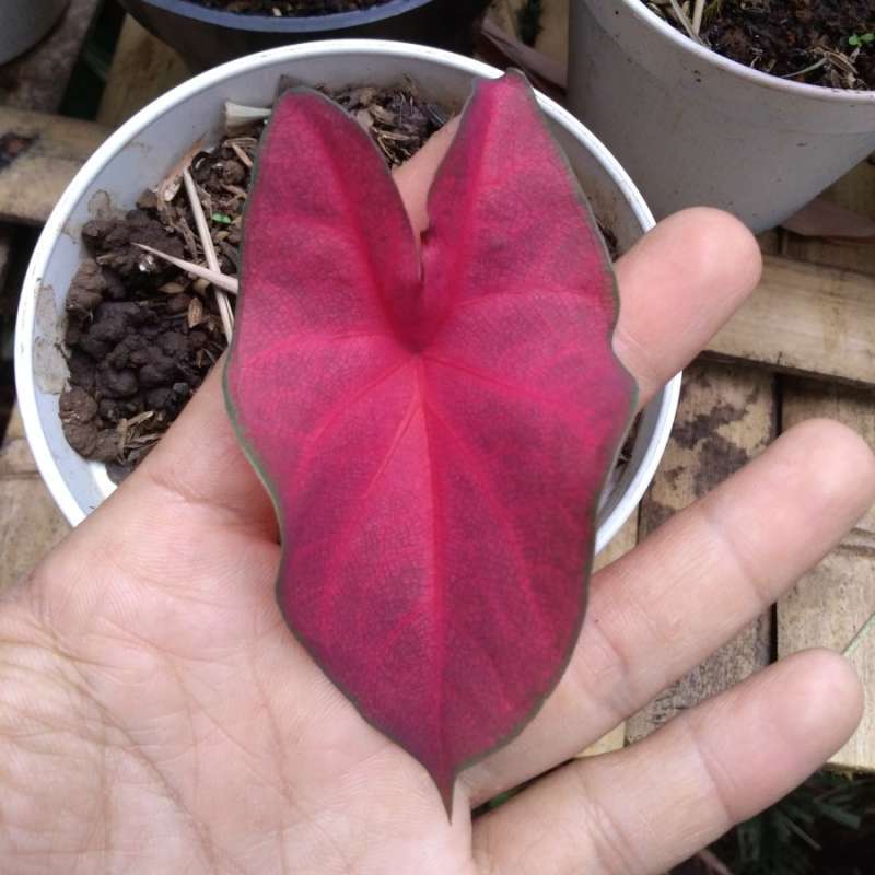 Jual Tanaman Hias Anakan Red Mirzani Online April 2021 Blibli