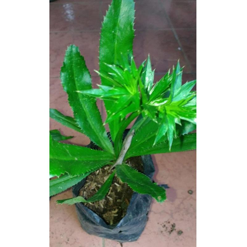 Jual Zplant Daun Walang Sangit Untuk Mancing Bibit Tanaman Online November 2020 Blibli Com