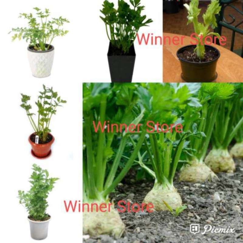 15 butir biji benih sledri seledri celery saladri apium graveolens tanaman sayur soup