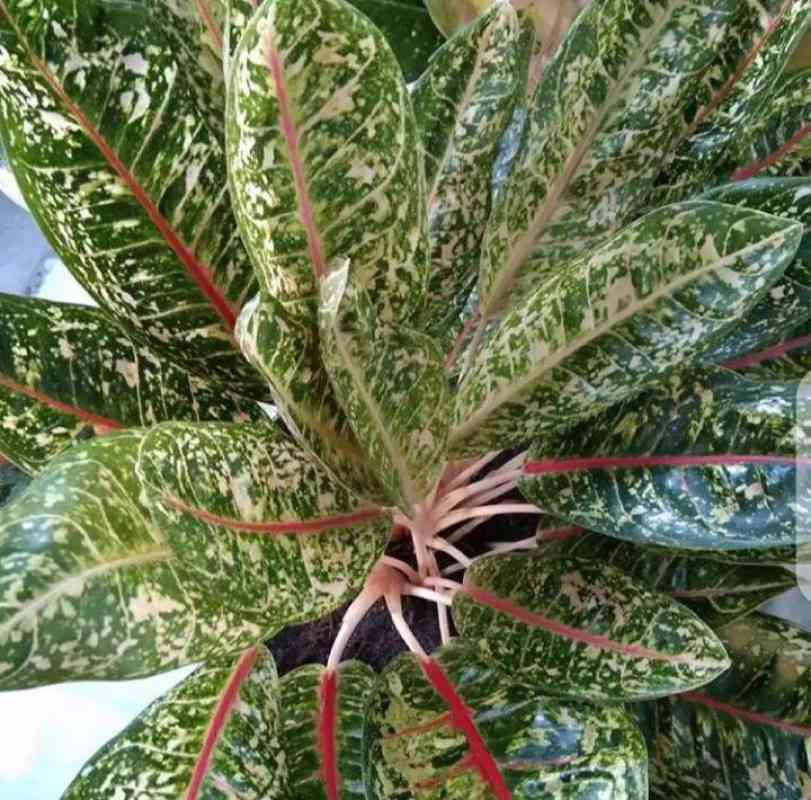 Jual Tanaman Hias Hidup Aglonema Donakarmen Tanaman Indoor Aglaonema Donacarmen Tanaman Bunga Hias Aglonema Murah Online April 2021 Blibli