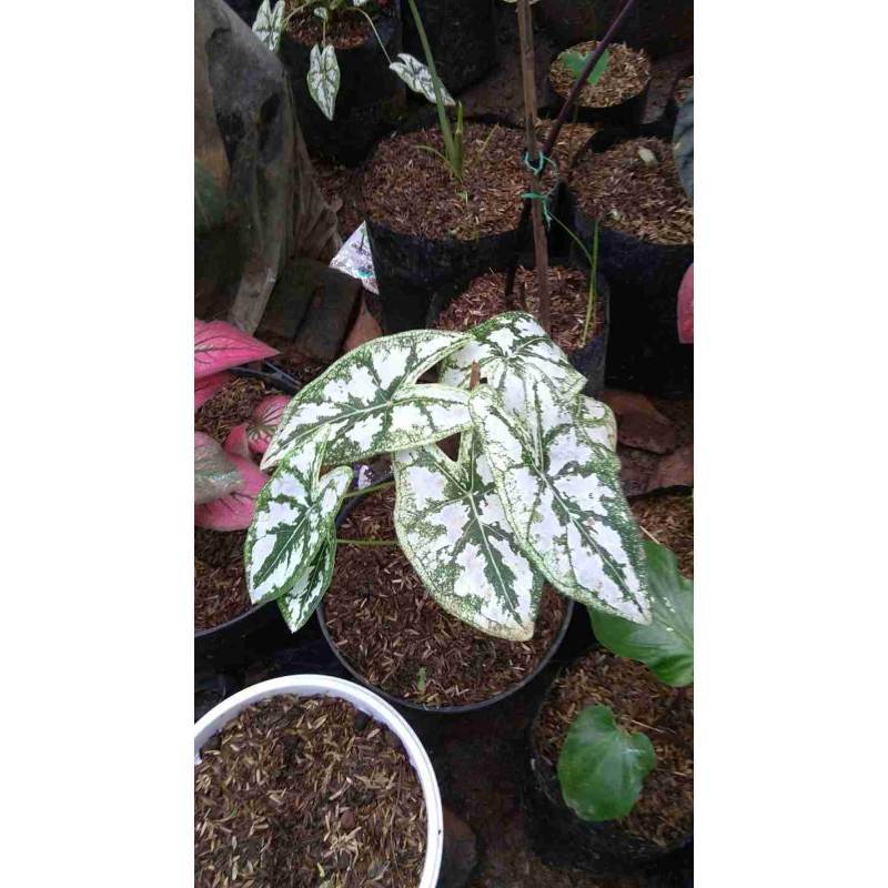 Jual Keladi Liliput Keladi Mutiara Terbaru Juni 2021 Blibli