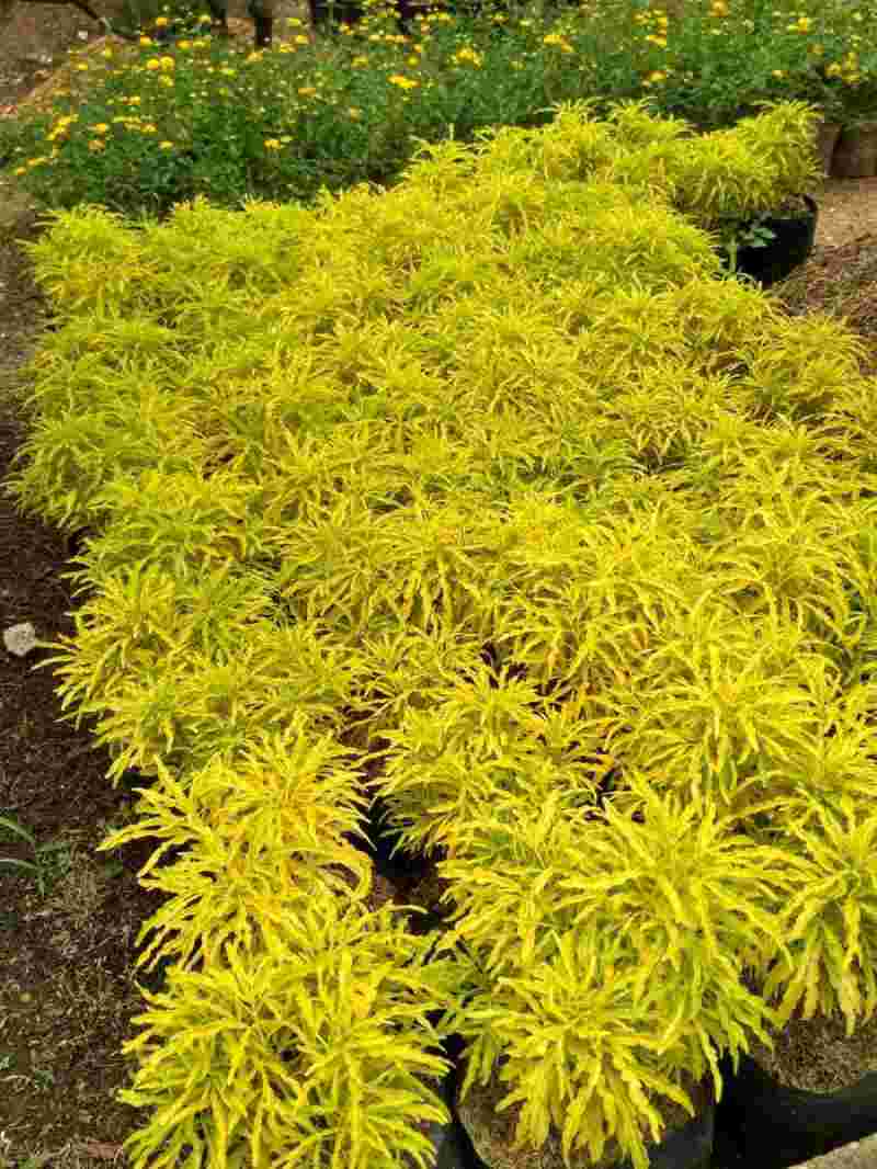 Jual Tanaman Hias Brokoli Kuning Online April 2021 Blibli