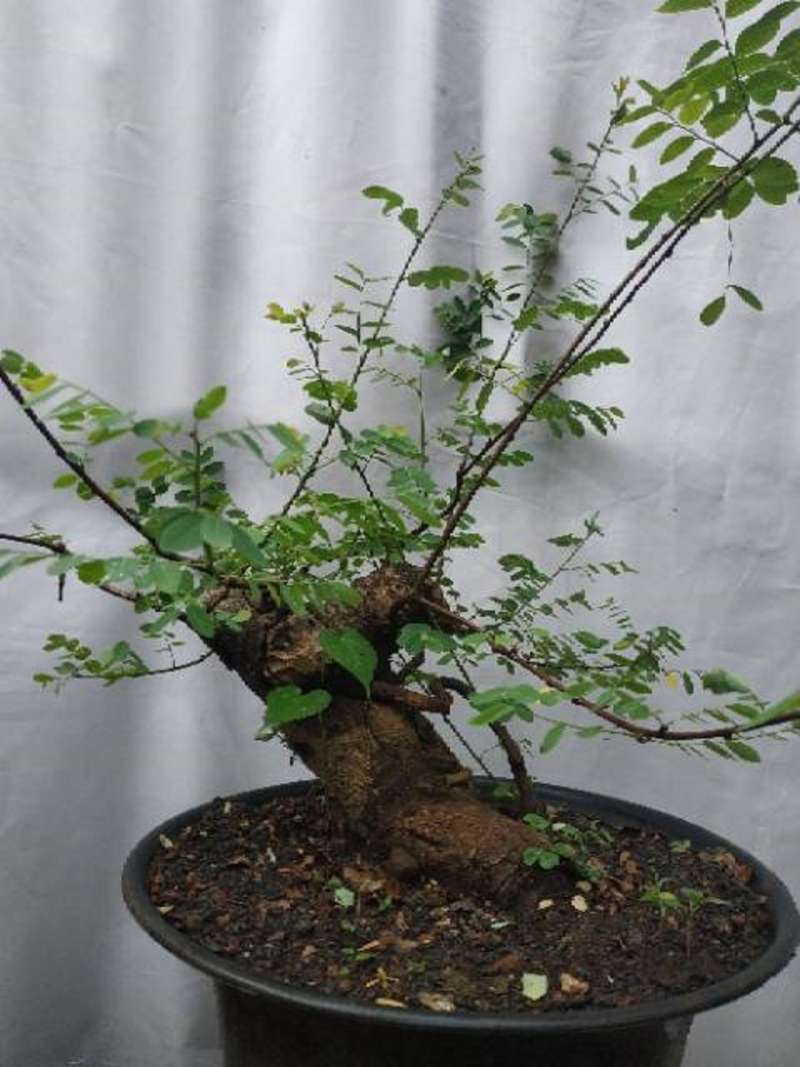 Jual Bahan Bonsai Ileng Ileng Prospek Murah Mei 2021 Blibli