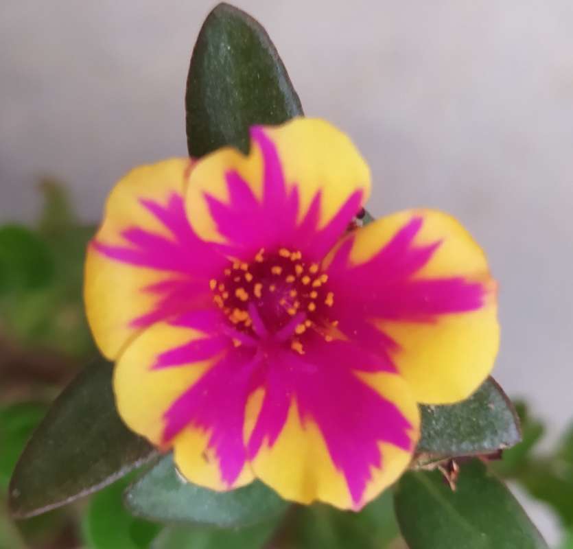 Jual Bunga Krokot Tiger Crown Moss Rose Online April 2021 Blibli