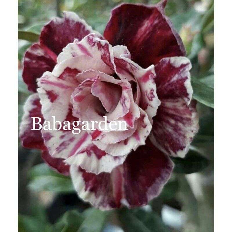 Jual Bibit Bunga Adenium Kamboja Jepang Merah Maroon Online April 2021 Blibli