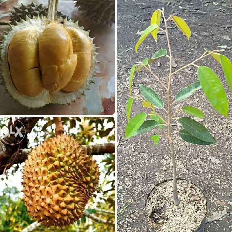 Jual Azzahra Berkah Bibitku Durian Duri Hitam Bibit Tanaman Online September 2020 Blibli Com