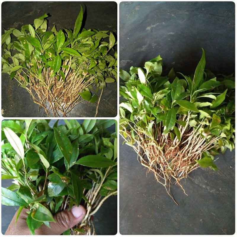 Jual Azzahra Berkah Bibitku Bibit Gaharu Cabutan 250 Batang