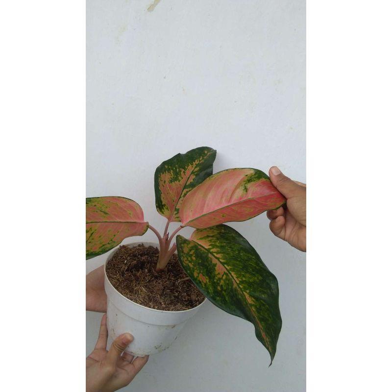 Harga Aglonema Kocin Tembaga