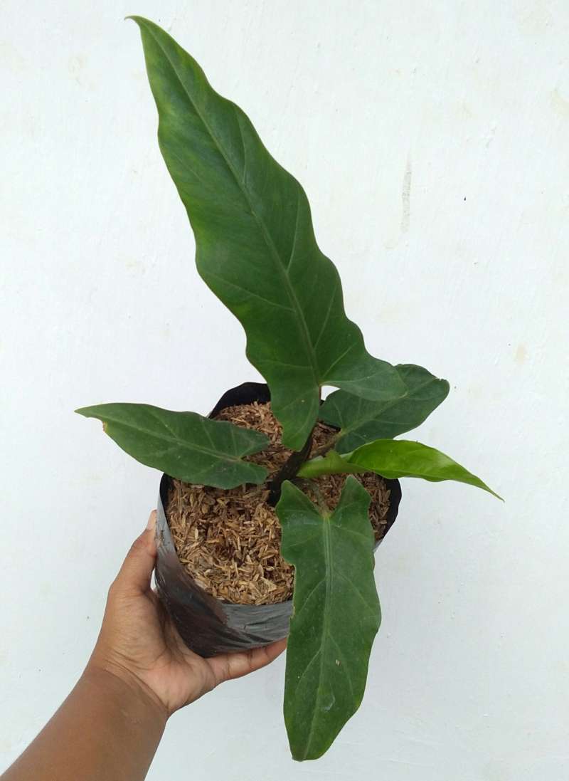 Jual Alocasia Lautherbachiana Keladi Keris Papua Black Sipit Online April 2021 Blibli