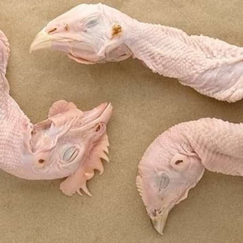 850 Koleksi Gambar Burung Kepala Ayam HD