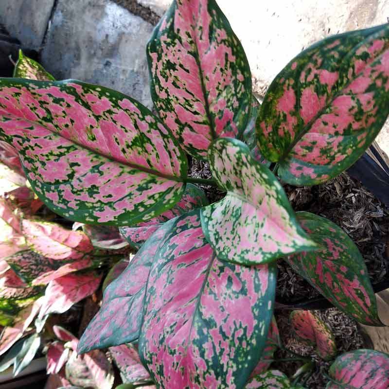 Jual Godongmas Aglonema Lady Valentine Bibit Tanaman Hias Online Desember 2020 Blibli