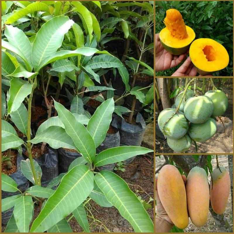 Jual Goldseeds Paket Bibit Tanaman Buah Mangga Import 10 Bibit