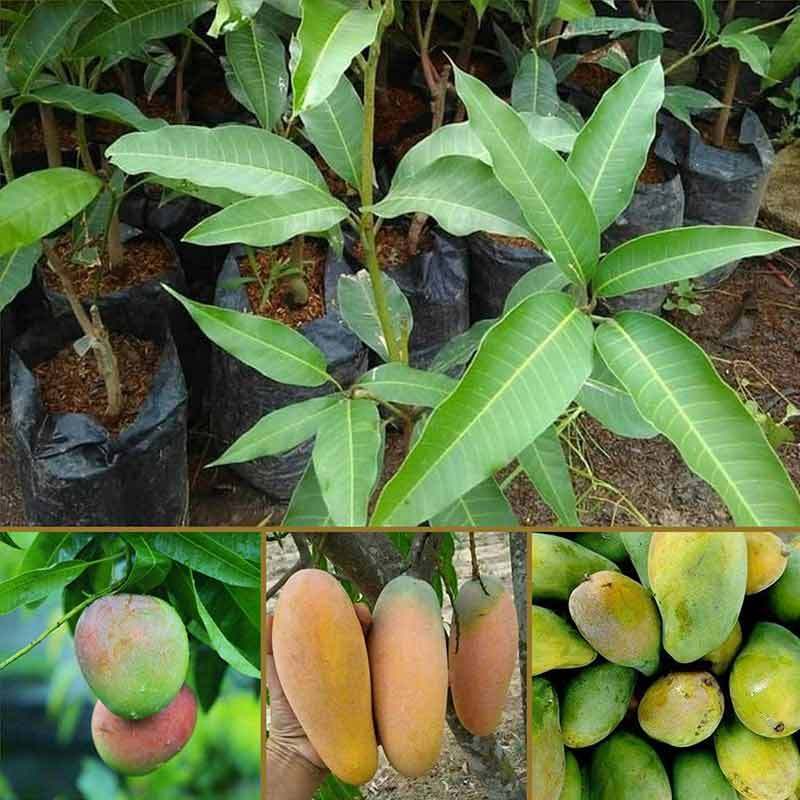 Jual Goldseeds Paket Bibit Tanaman Buah Mangga Import 5 Bibit