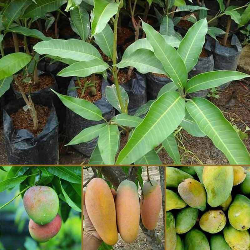 Jual Goldseeds Paket Bibit Tanaman Buah Mangga Import 5 Bibit Online November 2020 Blibli Com