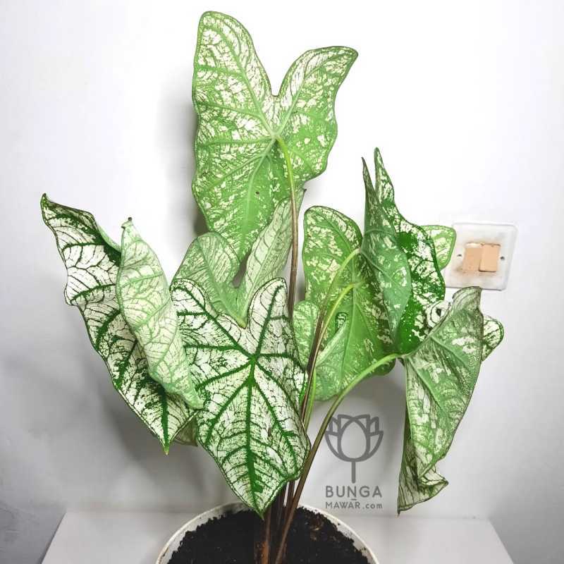 Jual Tanaman Hias Keladi Tisu Caladium White Christmas Keladi Putih Online Februari 2021 Blibli