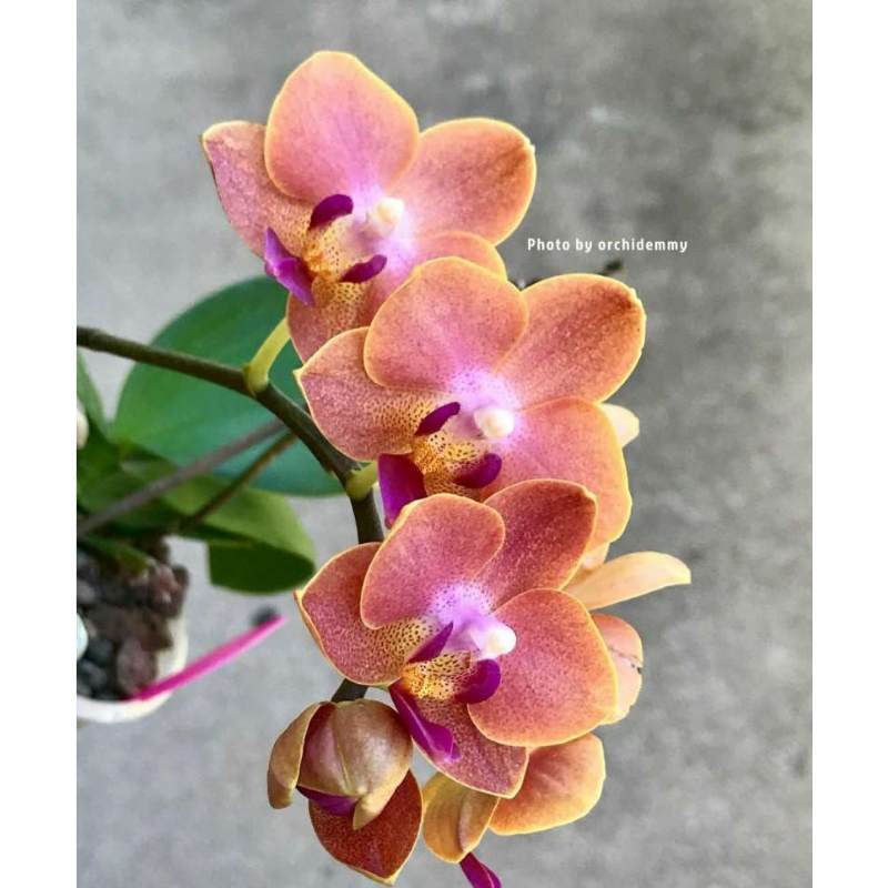 Jual Tanaman Hias Anggrek Bulan Dewasa Murah Mei 2021 Blibli