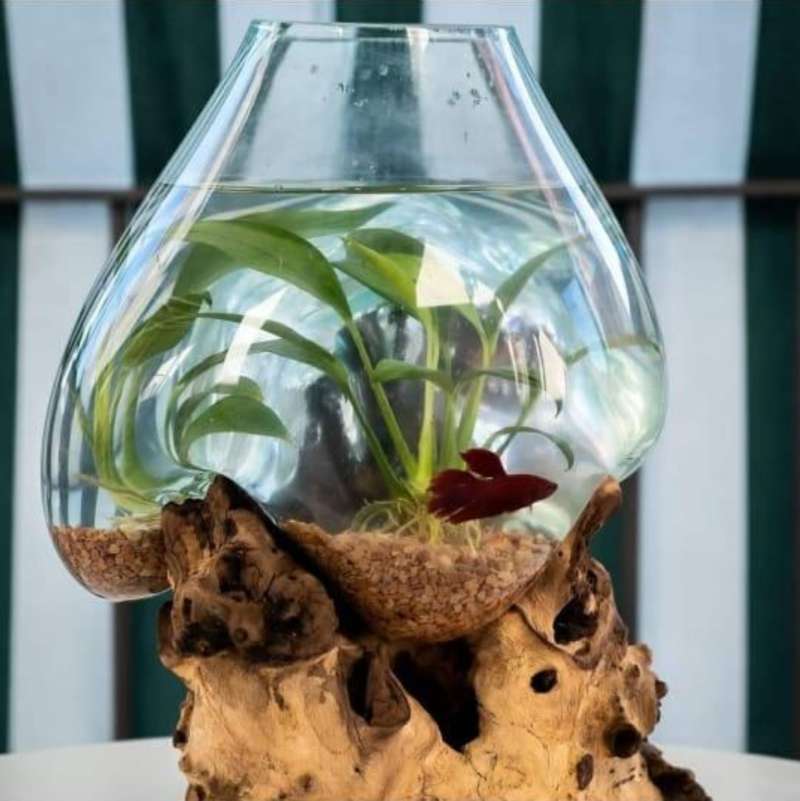 Jual Aquarium Akar Bali 30cm Aquarium Cupang Aquarium Ikan Aquarium Ikan Cupang Aquarium Kaca Vas Bunga Cupang Aquarium Unik Aquarium Bali Online April 2021 Blibli
