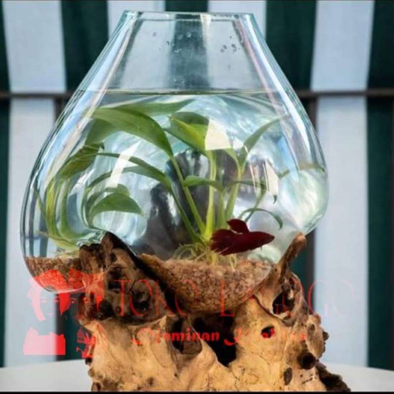 Jual Aquarium Akar Bali 30cm Aquarium Cupang Aquarium Ikan Aquarium Ikan Cupang Aquarium Kaca Vas Bunga Cupang Aquarium Unik Aquarium Bali Online April 2021 Blibli