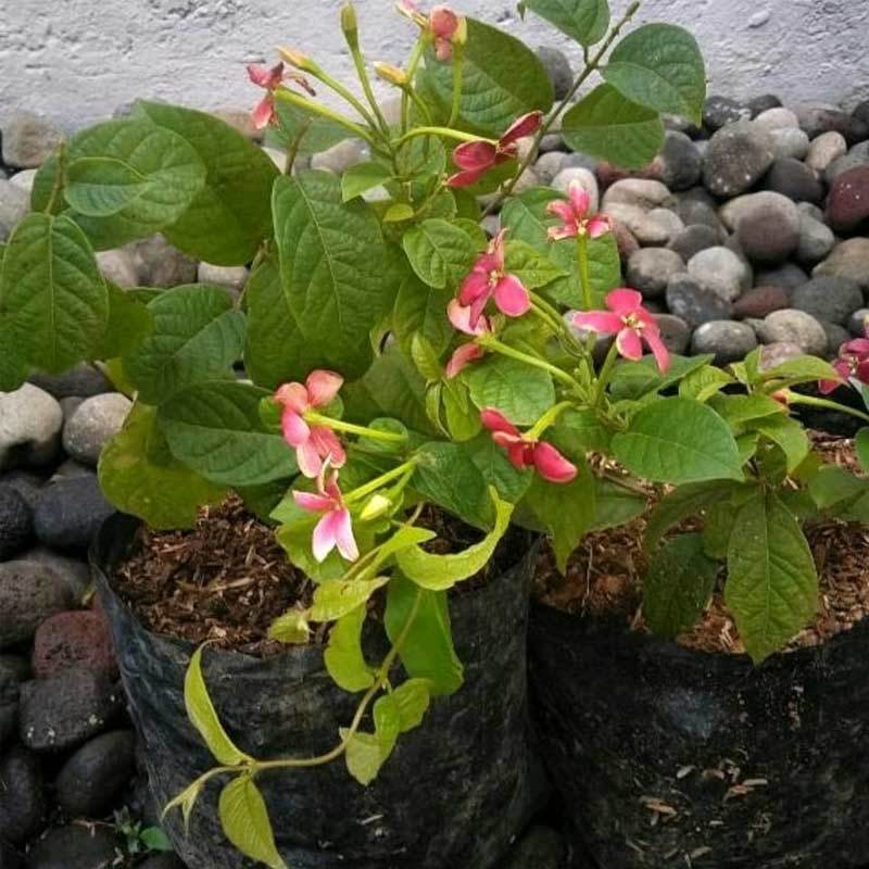 Jual Zplant Bibit Pohon Holland Merambat Bunga Melati Belanda Tanaman Hias Pink Online November 2020 Blibli Com