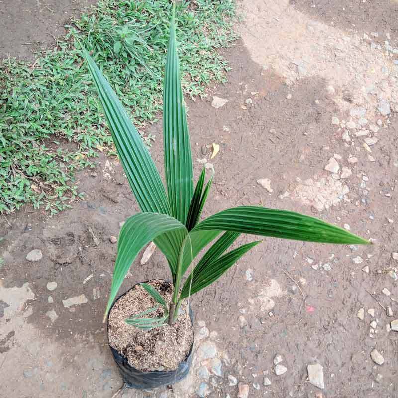 Jual Goldseeds Pohon Kelapa Nias Genjah Bibit Tanaman