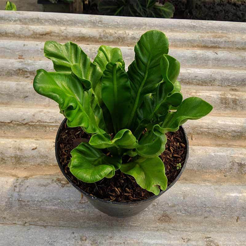 Jual Goldseeds Kadaka Lasagna Tanaman Hias Online Maret 2021 Blibli
