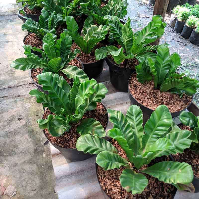 Goldseeds Kadaka Lasagna Tanaman Hias Terbaru Agustus 2021 Harga Murah Kualitas Terjamin Blibli