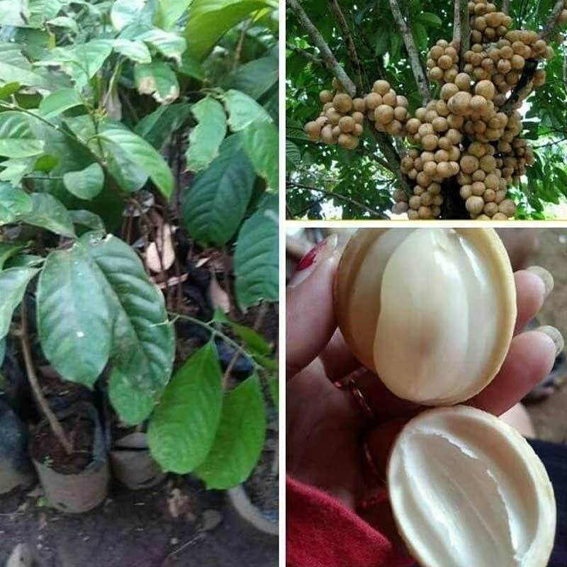 Jual Godongmas Bibit Tanaman Duku Komering Non Biji Online Juli