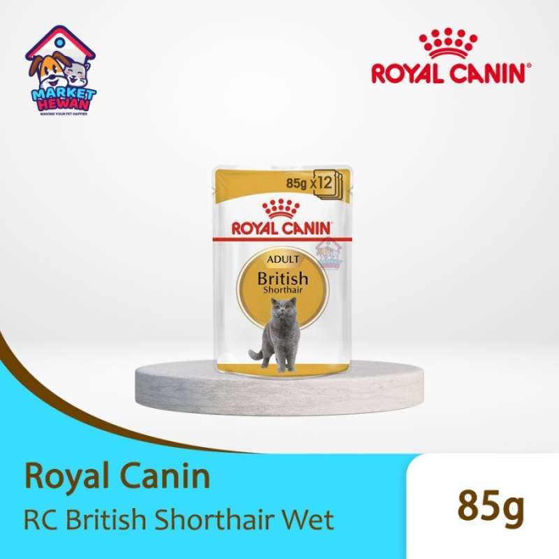 British shorthair store wet food