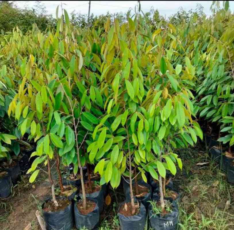 bibit durian,jual bibit durian,bibit durian unggul,bibit durian montong,bibit durian bawor,jual bibit durian musang king,bibit durian berbuah,pusat bibit durian,bibit durian murah,harga bibit durian,bibit durian duri hitam,bibit durian musang king,bibit durian unggul cepat berbuah,durian montong,jual bibit durian bawor,jual bibit durian super,jual bibit durian online,alamat jual bibit durian,tempat jual bibit durian,durian,penjual bibit durian asli