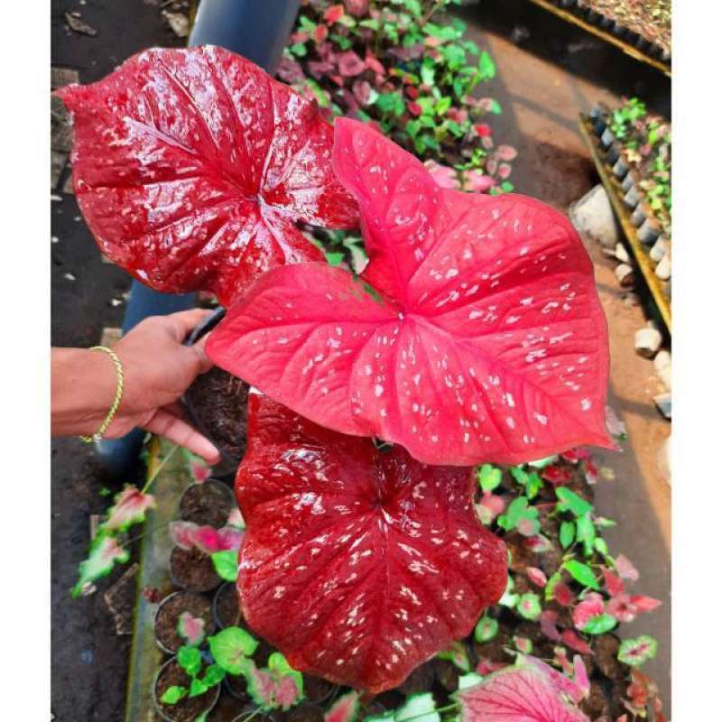 Jual Pupuk Tanaman Hias Keladi Tengkorak Bio Alba Keladi Wayang Merah Terbaru Juni 2021 Blibli