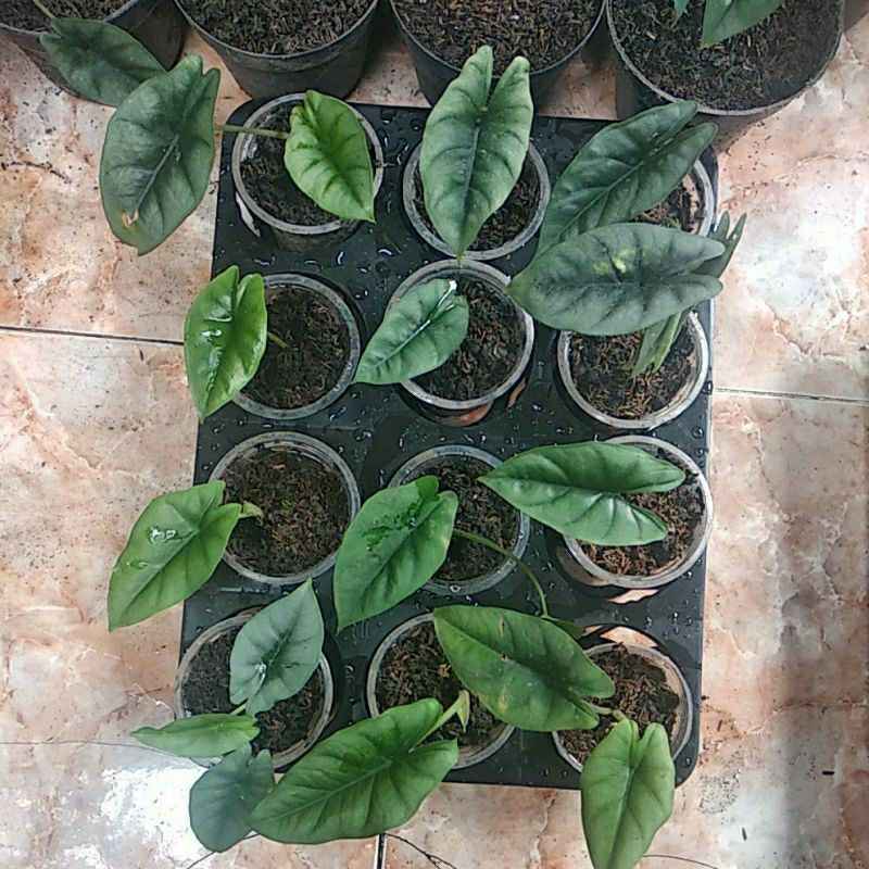 Jual Tanaman Hias Alokasia Reversa Remaja 1 2 Daun Alocasia Reversa Borneo Sp Murah Mei 2021 Blibli