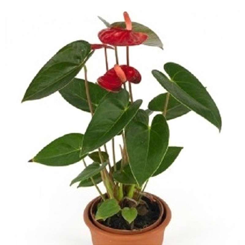 Promo Tanaman Anthurium Bangkok Merah Diskon 57% Di Seller Tokobibitid -  Sidomulyo, Kota Batu | Blibli