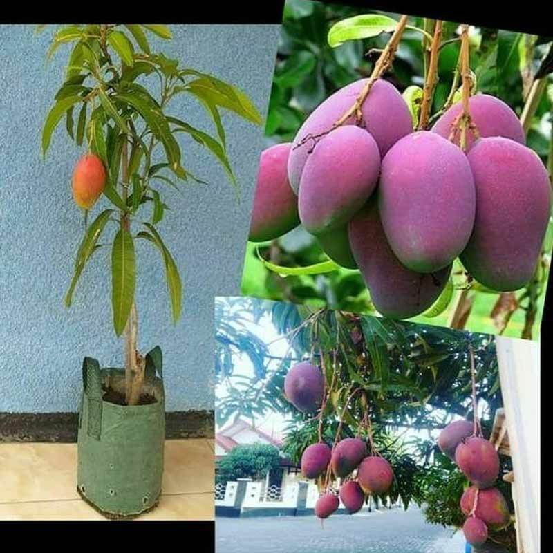 Jual Godongmas Irwin Super Bibit Mangga Tanaman Online Juli 2020
