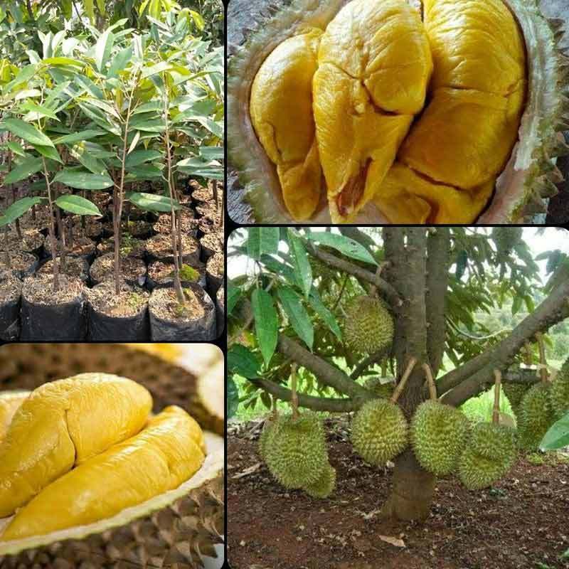 Jual Azzahra Berkah Bibitku Bibit Durian Musangking Online September 2020 Blibli Com