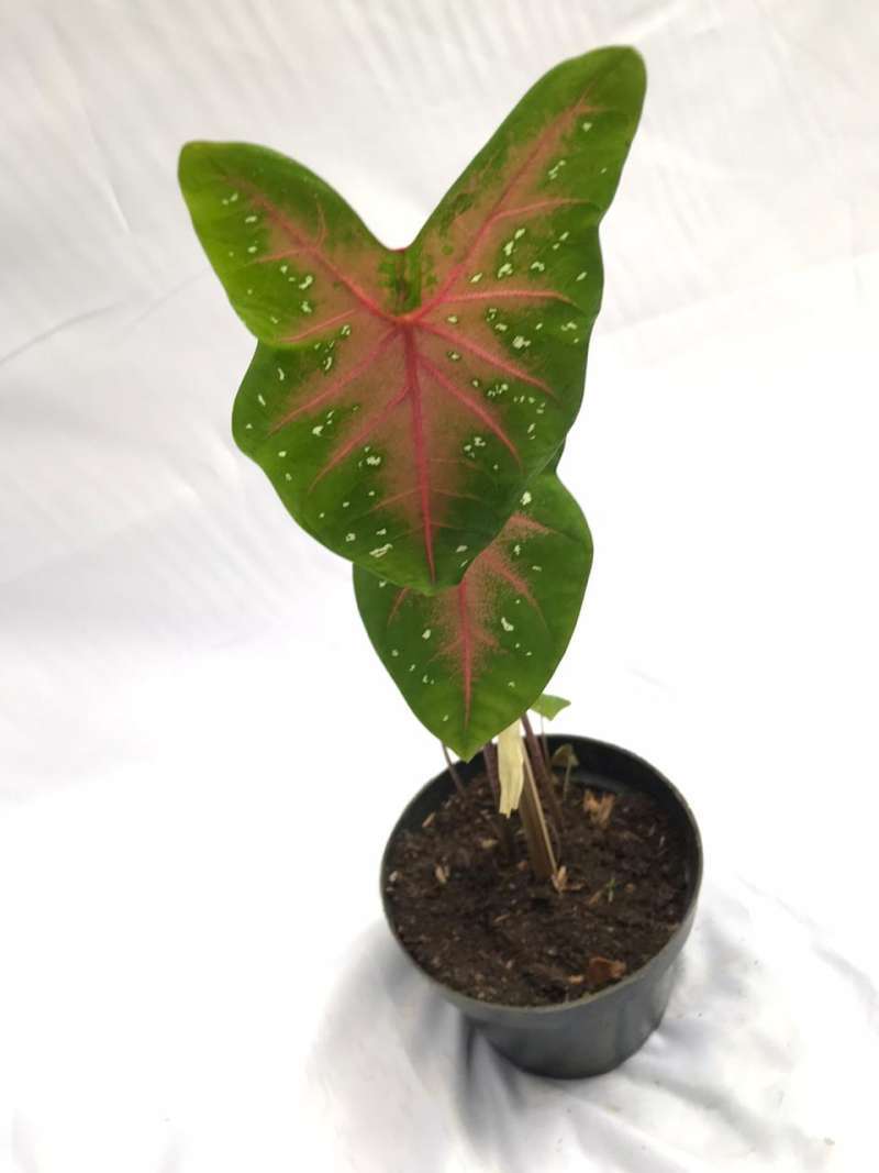 Jual Caladium Bicolor Keladi Tanaman Hias Online November 2020 Blibli Com
