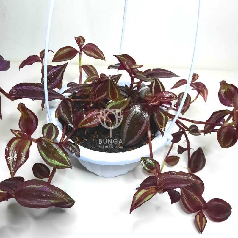 Tanaman Hias Gantung Tradescantia Merah Terbaru Agustus 2021 Harga Murah Kualitas Terjamin Blibli