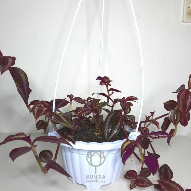 Jual Tanaman Hias Gantung Tradescantia Merah Murah Mei 2021 Blibli