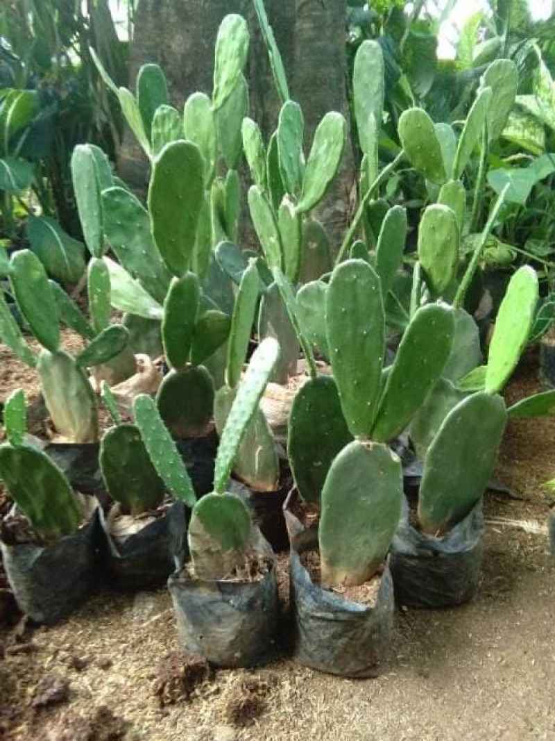 monstera philodendron Monstera 'Split-Leaf' 4" Pot / Nursery Pot