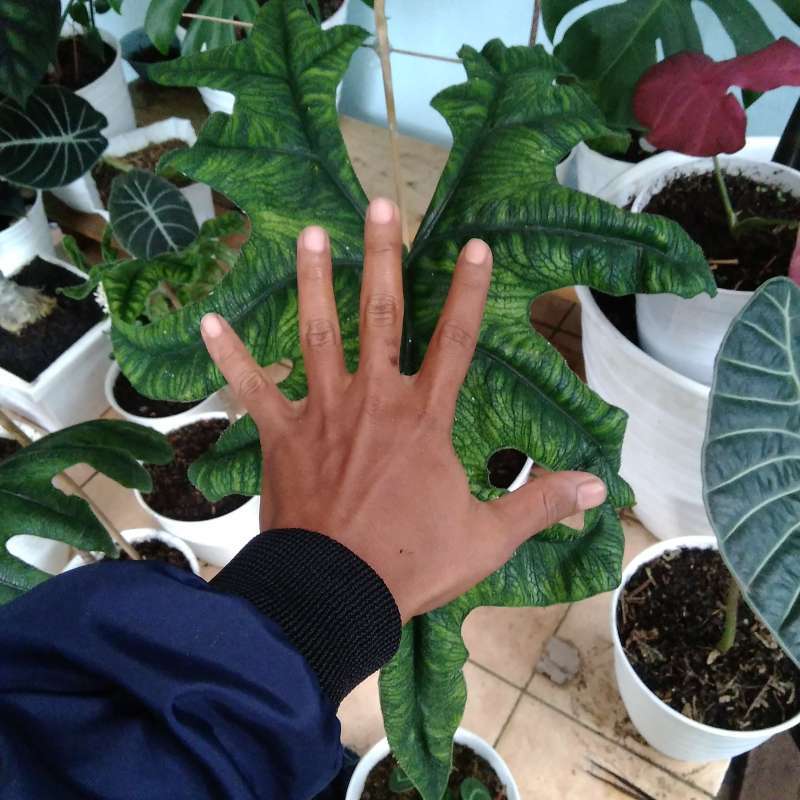 Jual Alocasia Jacklyn Tandu Rusa Jumbo Tanaman Hias Terbaru Juni 2021 Blibli