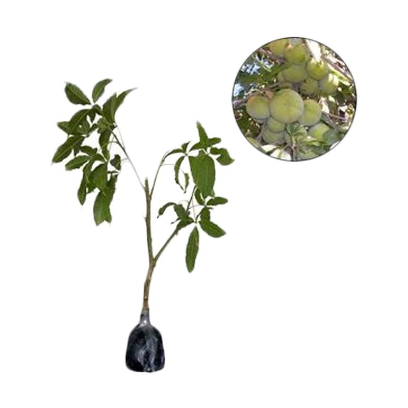 ... Bibit Tanaman Mickey Mouse Plant Best Buy Indonesia Source Harga Jual Bibit Tanaman Murah White