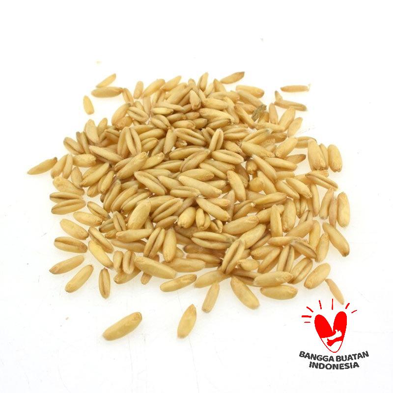 OEM Benih Rumput Kucing Cat Grass Bibit Rumput [50 Biji]