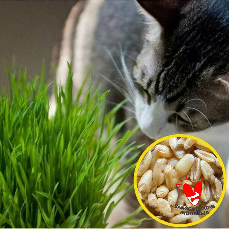 Promo OEM Benih Rumput Kucing Cat Grass Bibit Rumput [50 Biji] di 