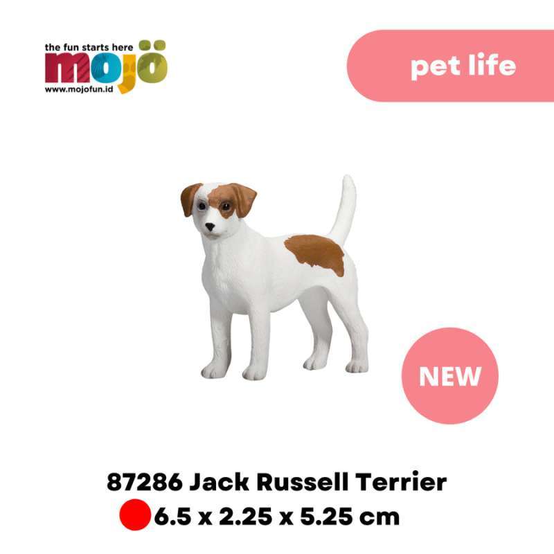 Jack russell discount terrier harga